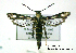  ( - UASM99829)  @14 [ ] CreativeCommons - Attribution Non-Commercial Share-Alike (2009) Unspecified Sesiidae Research Group