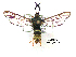  ( - UASM99830)  @11 [ ] CreativeCommons - Attribution Non-Commercial Share-Alike (2009) Unspecified Sesiidae Research Group