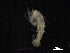  (Macrostylis metallicola - 1833B131017)  @11 [ ] CreativeCommons  Attribution Non-Commercial Share-Alike (2023) Marine Biology Laboratory, Ghent University Ghent University