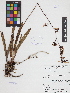  (Oeceoclades maculata - IAvH-CT-17665)  @11 [ ] CreativeCommons - Attribution Non-Commercial Share-Alike (2019) Banco de Imágenes IAvH Instituto de Investigacion Alexander von Humboldt IAvH