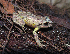  (Pristimantis supernatis - IAvH-CT-19048)  @11 [ ] CreativeCommons - Attribution Non-Commercial Share-Alike (2019) Banco de Imágenes IAvH Instituto de Investigacion Alexander von Humboldt IAvH