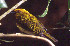  (Chloropipo flavicapilla - IAvH-CT-12558)  @11 [ ] CreativeCommons - Attribution Non-Commercial Share-Alike (2019) Banco de Imágenes IAvH Instituto de Investigacion Alexander von Humboldt IAvH