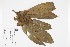  (Gustavia gentryi - 1205-STB)  @11 [ ] CreativeCommons - Attribution Non-Commercial Share-Alike (2019) Herbario FMB Instituto de Investigacion Alexander von Humboldt IAvH