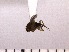  (Drosophila hypocausta - INSECTGUA_1140)  @11 [ ] Unspecified (default): All Rights Reserved (2017) Benita Laird-Hopkins Iowa State University