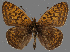  (Boloria - CSG31716)  @15 [ ] CreativeCommons - Attribution Non-Commercial (2018) Crispin S Guppy Crispin S Guppy Collection