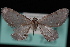  (Eupithecia ammonata - CNCLEP00035438)  @13 [ ] CreativeCommons - Attribution Non-Commercial Share-Alike (2010) Unspecified University of British Columbia