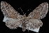  (Eupithecia placidata - CNCLEP00034093)  @15 [ ] CreativeCommons - Attribution Non-Commercial Share-Alike (2010) Unspecified University of British Columbia