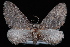  (Eupithecia gilvipennata - CNCLEP00035457)  @13 [ ] CreativeCommons - Attribution Non-Commercial Share-Alike (2010) Unspecified University of British Columbia
