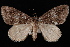  (Hydriomena californiata - JECW-07-0147)  @14 [ ] CreativeCommons - Attribution (2010) Unspecified University of British Columbia