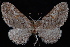  (Eupithecia graefii - PFC-2007-0270)  @13 [ ] CreativeCommons - Attribution (2010) Unspecified University of British Columbia