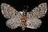  (Eupithecia pseudotsugata - PFC-2007-0273)  @14 [ ] CreativeCommons - Attribution (2010) Unspecified University of British Columbia