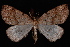  (Thallophaga hyperborea - PFC-2007-0384)  @14 [ ] CreativeCommons - Attribution (2010) Unspecified University of British Columbia