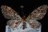  (Eupithecia columbiata - ENT991-104033)  @13 [ ] CreativeCommons - Attribution (2010) Unspecified University of British Columbia