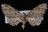  (Eupithecia maestosa - ENT007-002419)  @13 [ ] CreativeCommons - Attribution (2010) Unspecified University of British Columbia