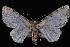  (Eupithecia mutata columbrata - ENT991-164204)  @13 [ ] CreativeCommons - Attribution (2010) Unspecified University of British Columbia