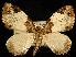  (Mesoleuca ruficillata - UASM41839)  @15 [ ] CreativeCommons - Attribution (2010) Unspecified University of British Columbia