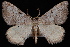  (Macaria quadrilinearia - WFBM-07-0003)  @14 [ ] CreativeCommons - Attribution (2010) Unspecified University of British Columbia