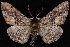  (Phaeoura mexicanaria - WFBM-07-0049)  @14 [ ] CreativeCommons - Attribution (2010) Unspecified University of British Columbia