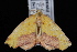  (Sicya macularia cruzensis - WFBM-07-0063)  @13 [ ] CreativeCommons - Attribution (2010) Unspecified University of British Columbia