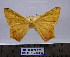  (Nepheloleuca sp. (politia - BC AL Geo 00292)  @11 [ ] Copyright (2010) Unspecified Research Collection of Antoine Leveque