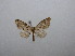  (Idaea obliquaria - BC AL Geo 00503)  @14 [ ] Copyright (2010) Unspecified Research Collection of Antoine Leveque