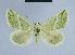  (Eublemma chlorotica vittata - BC ZSM Lep 54634)  @14 [ ] CreativeCommons - Attribution Non-Commercial Share-Alike (2014) Axel Hausmann/Bavarian State Collection of Zoology (ZSM) SNSB, Zoologische Staatssammlung Muenchen