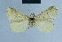  (Eublemma tritonia - BC ZSM Lep 81117)  @13 [ ] CreativeCommons - Attribution Non-Commercial Share-Alike (2014) Axel Hausmann/Bavarian State Collection of Zoology (ZSM) SNSB, Zoologische Staatssammlung Muenchen