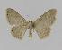  (Idaea EF03 - BC EF Alc 00137)  @13 [ ] Copyright (2010) Unspecified Research Collection of Egbert Friedrich