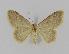  (Idaea sp. 12 - BC EF Alc 00273)  @11 [ ] Copyright (2010) Unspecified Research Collection of Egbert Friedrich