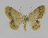  (Idaea EF12 - BC EF Alc 00282)  @14 [ ] Copyright (2010) Unspecified Research Collection of Egbert Friedrich