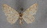 (Idaea debiliata - BC NP 0214)  @13 [ ] Copyright (2010) Unspecified Research Collection of Norbert Poell