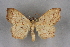  (Idaea omari - BC NP 0256)  @14 [ ] Copyright (2010) Unspecified Research Collection of Norbert Poell