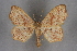  (Idaea dromikos - BC NP 0257)  @11 [ ] Copyright (2010) Unspecified Research Collection of Norbert Poell