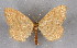  (Idaea ochrata - BC NP 0273)  @14 [ ] Copyright (2010) Unspecified Research Collection of Norbert Poell