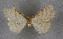  (Idaea fuscovenosaAH01Mr - BC NP 0289)  @13 [ ] Copyright (2010) Unspecified Research Collection of Norbert Poell