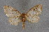  (Idaea blaesii - BC NP 0348)  @14 [ ] Copyright (2010) Unspecified Research Collection of Norbert Poell
