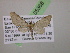  (Eupithecia AH10Ec - BC ZSM Lep 05368)  @11 [ ] CreativeCommons - Attribution Non-Commercial Share-Alike (2010) Unspecified SNSB, Zoologische Staatssammlung Muenchen