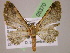  (Eupithecia GB34Ec - BC ZSM Lep 05370)  @13 [ ] CreativeCommons - Attribution Non-Commercial Share-Alike (2010) Unspecified SNSB, Zoologische Staatssammlung Muenchen