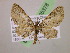  (Eupithecia AH20Ec - BC ZSM Lep 05378)  @13 [ ] CreativeCommons - Attribution Non-Commercial Share-Alike (2010) Unspecified SNSB, Zoologische Staatssammlung Muenchen
