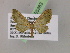  (Eupithecia AH25Ec - BC ZSM Lep 05383)  @14 [ ] CreativeCommons - Attribution Non-Commercial Share-Alike (2010) Unspecified SNSB, Zoologische Staatssammlung Muenchen