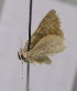  (Idaea mimetes - BC ZSM Lep 13975)  @12 [ ] CreativeCommons - Attribution Non-Commercial Share-Alike (2010) Unspecified SNSB, Zoologische Staatssammlung Muenchen