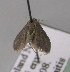  (Idaea africarabica - BC ZSM Lep 14024)  @12 [ ] CreativeCommons - Attribution Non-Commercial Share-Alike (2010) Unspecified SNSB, Zoologische Staatssammlung Muenchen