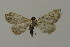  (Eupithecia bohatschiAH01Ch - BC ZSM Lep 15705)  @14 [ ] CreativeCommons - Attribution Non-Commercial Share-Alike (2010) Unspecified SNSB, Zoologische Staatssammlung Muenchen