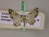  (Eupithecia AH05Tz - BC ZSM Lep 20078)  @14 [ ] CreativeCommons - Attribution Non-Commercial Share-Alike (2010) Unspecified SNSB, Zoologische Staatssammlung Muenchen