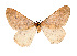  (Agriopis aurantiariaGL01 - BC GL Lep 0001)  @11 [ ] Copyright (2010) Unspecified Research Collection of Gyula M. Laszlo