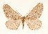  (Agriopis bajariaAH02IsIr - BC GL Lep 0024)  @13 [ ] Copyright (2010) Unspecified Research Collection of Gyula M. Laszlo