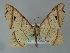  (Macaria triplicaria - BC ZSM Lep 04422)  @14 [ ] CreativeCommons - Attribution Non-Commercial Share-Alike (2010) Unspecified SNSB, Zoologische Staatssammlung Muenchen