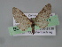  (Eupithecia AH06Ec - BC ZSM Lep 04471)  @13 [ ] CreativeCommons - Attribution Non-Commercial Share-Alike (2010) Unspecified SNSB, Zoologische Staatssammlung Muenchen