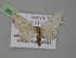  (Idaea albarracina - BC ZSM Lep 26480)  @14 [ ] CreativeCommons - Attribution Non-Commercial Share-Alike (2010) Unspecified SNSB, Zoologische Staatssammlung Muenchen