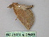  (Rhinoligia biocellata - BC ZSM Lep 26685)  @13 [ ] CreativeCommons - Attribution Non-Commercial Share-Alike (2010) Unspecified SNSB, Zoologische Staatssammlung Muenchen